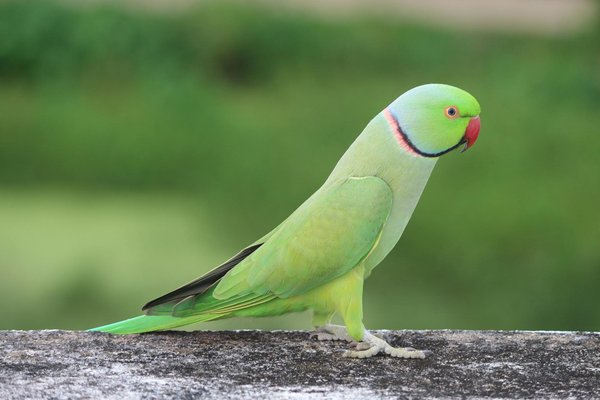 L'entretien du Ragdoll: le guide complet