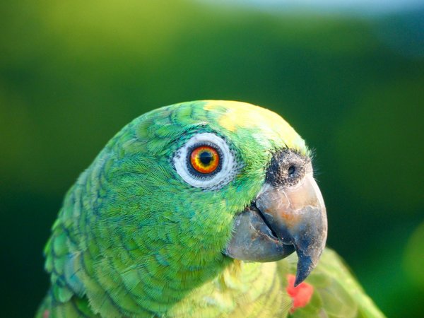 Assurance chat : guide pour choisir la meilleure protection pour votre félin