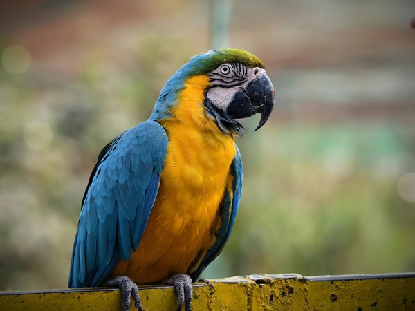 Top 5 litières autonettoyantes pour un câlin sans souci