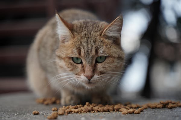 Découvrez les avantages des croquettes chats sans céréales