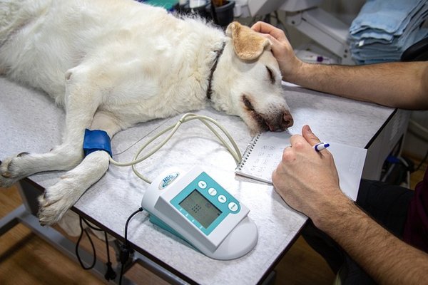 Vétérinaire en ligne : simplifiez la santé de votre animal